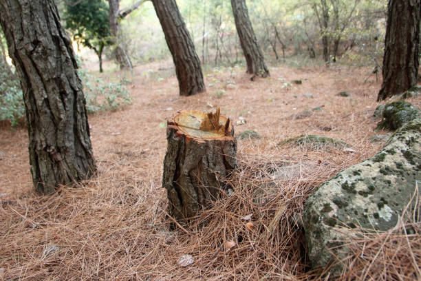 How Our Tree Care Process Works  in  Inverness, IL